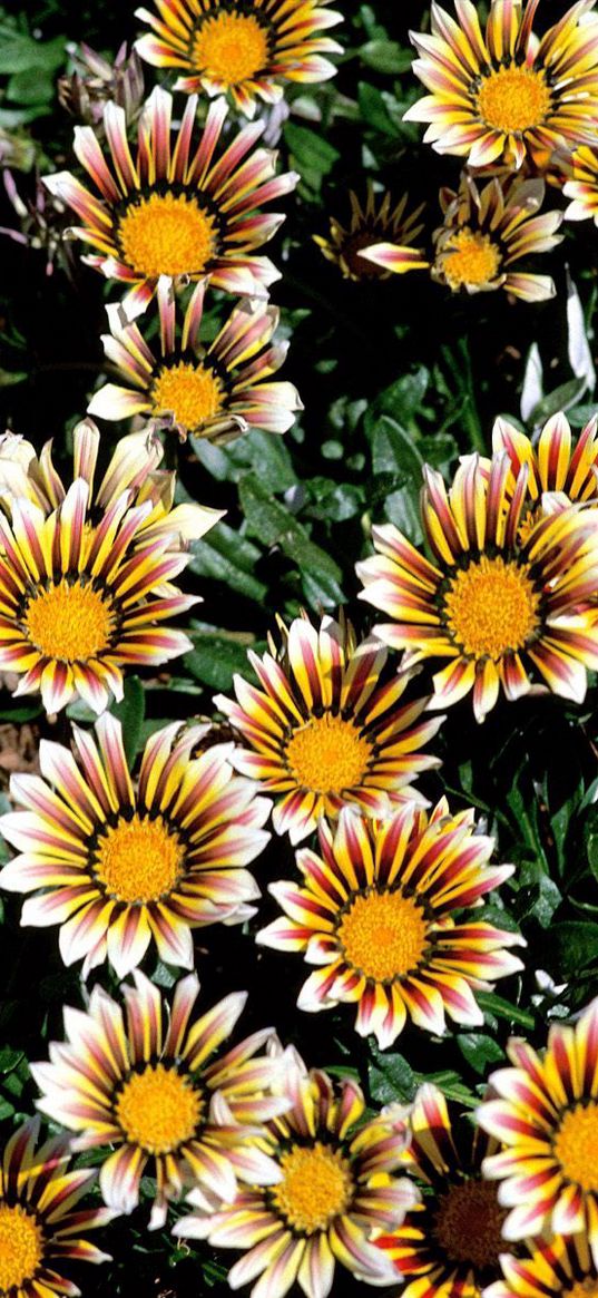 chrysanthemums, flowers, colorful, striped, flowerbed