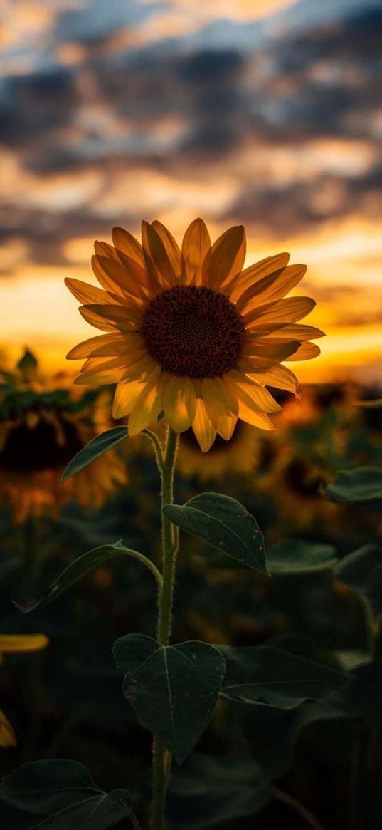 sunflower, flower, field, clouds, sunset, nature