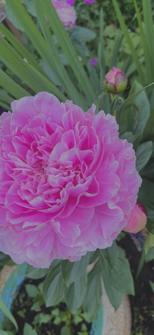 flower, peony, summer