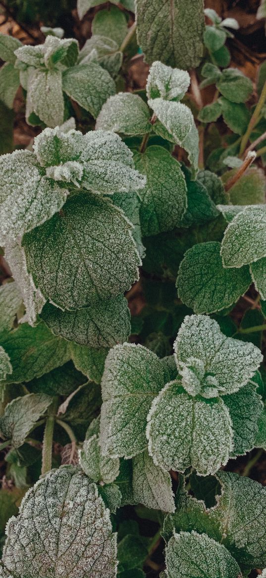 mint, plant, green, hoarfrost, winter