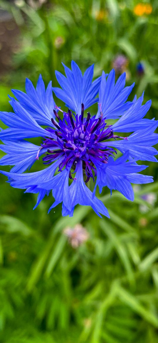 cornflower, flower, forest, nature