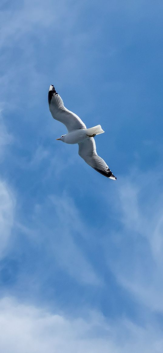 seagull, wings, bird, sky, flight