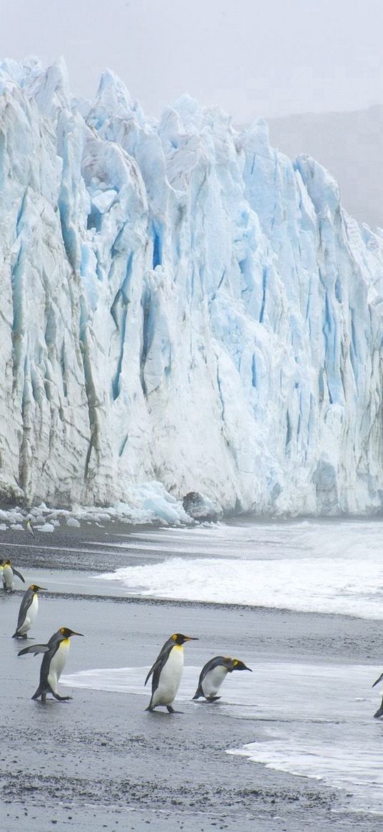 royal penguins, coast, ocean, ice