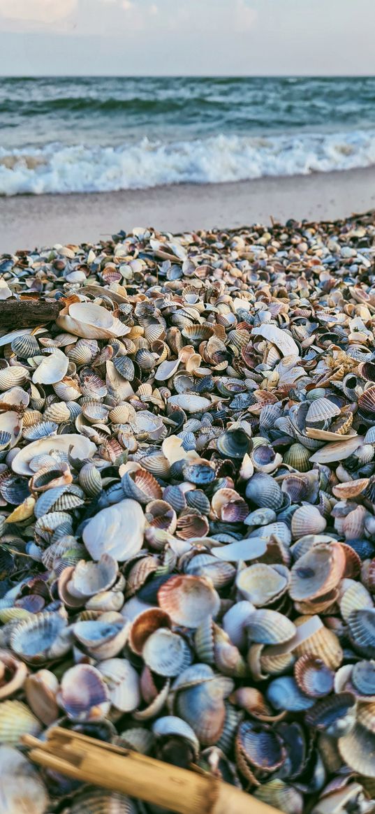 seashells, sea, waves, beach