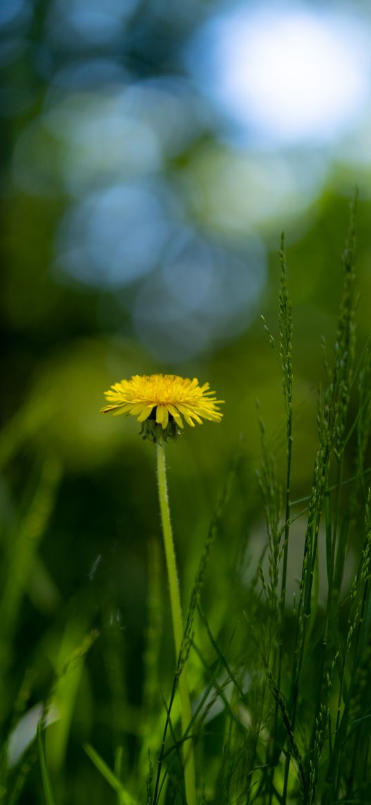 dandelion, flower, grass, blur