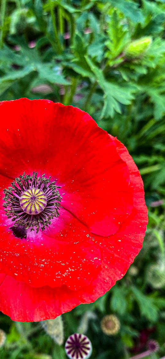 poppy, macro, nature, flower