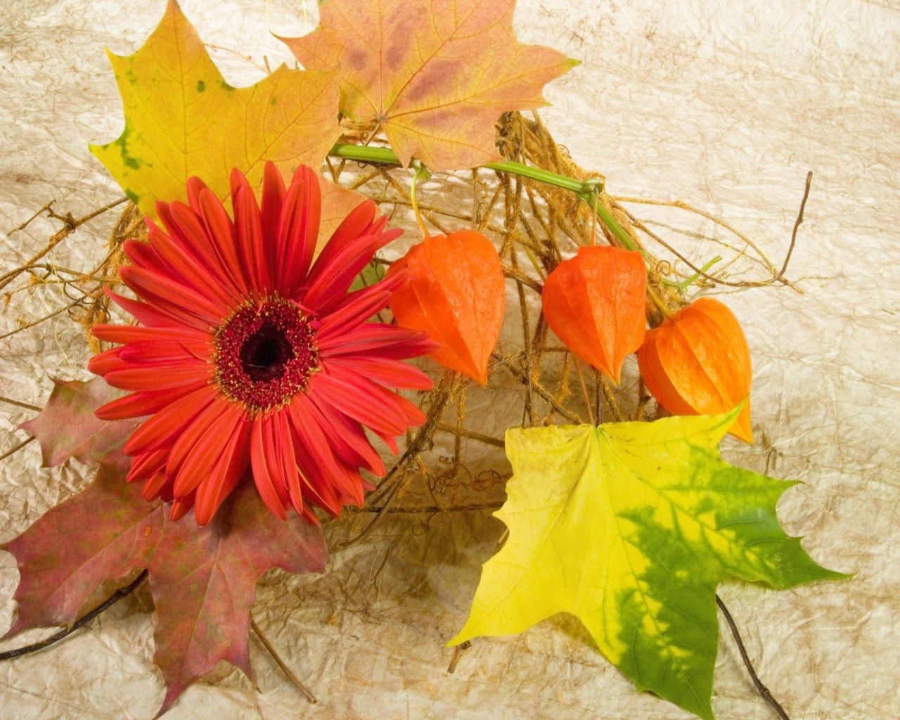 gerbera, physalis, leaves, maple, autumn, composition