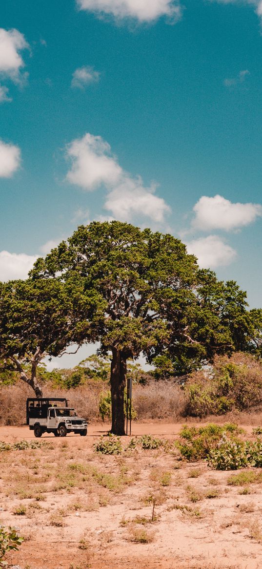 car, tree, desert, safari