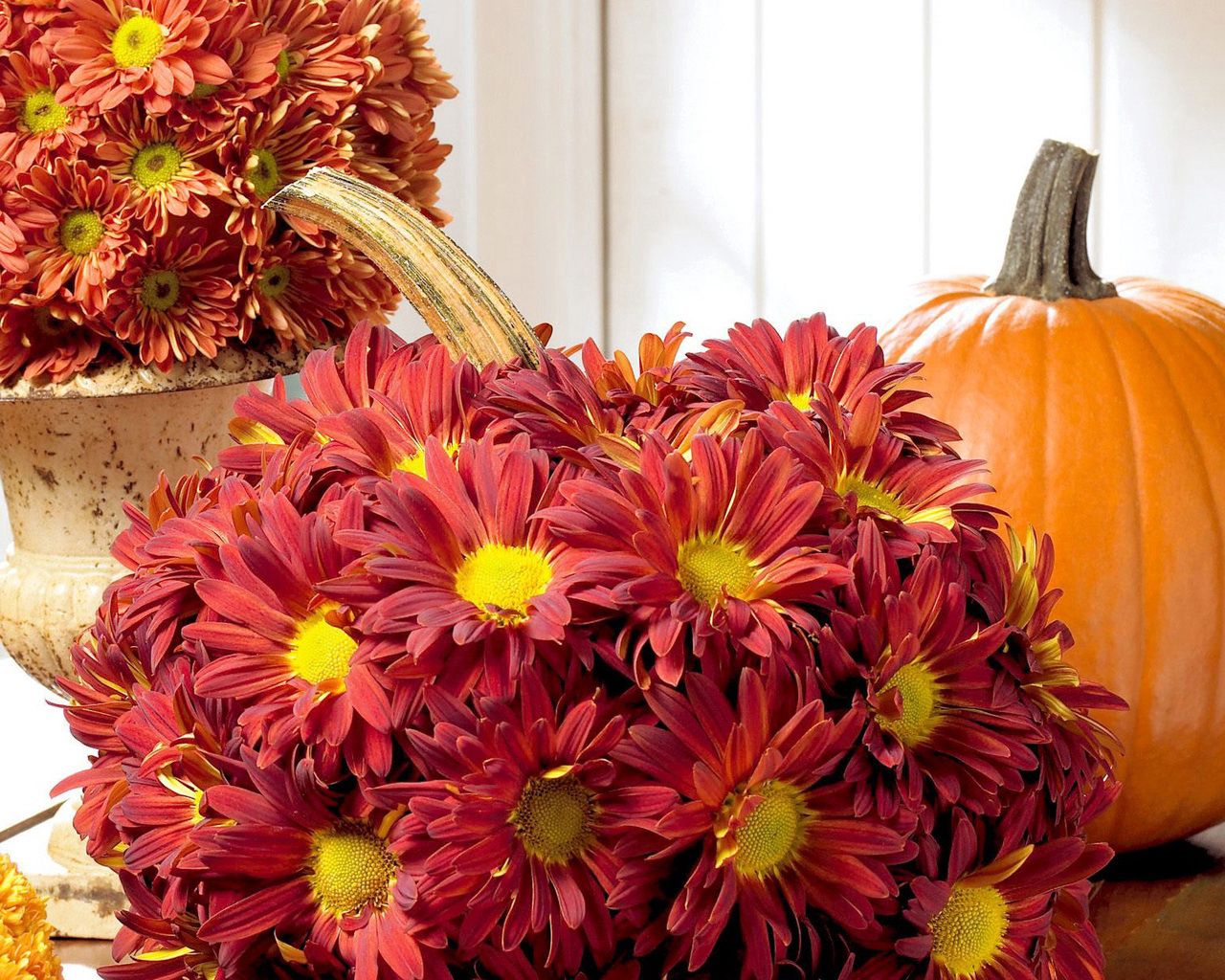 chrysanthemums, flowers, buds, pumpkin, composition