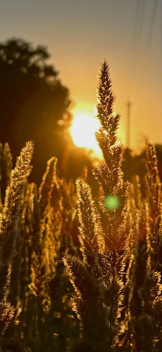 sun, golden hour, bush