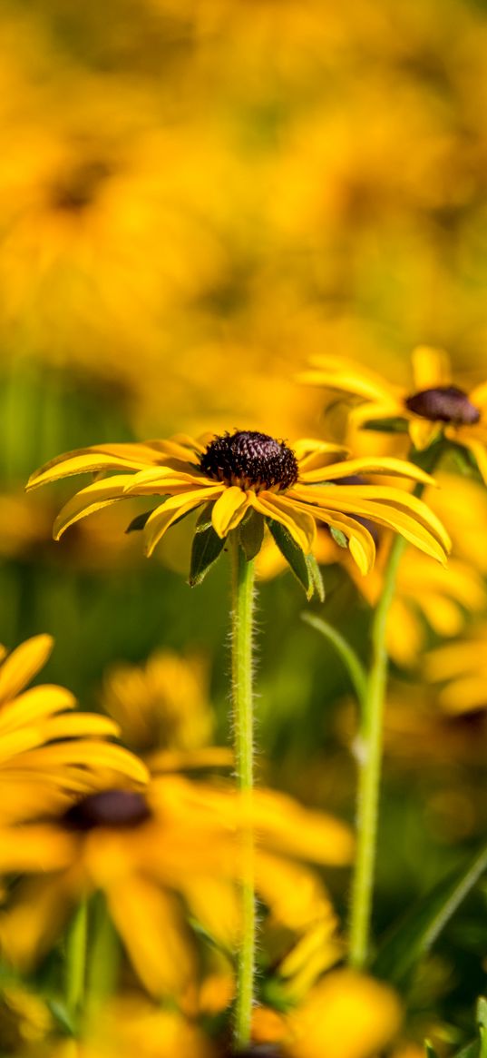 rudbeckia, flowers, petals, blur