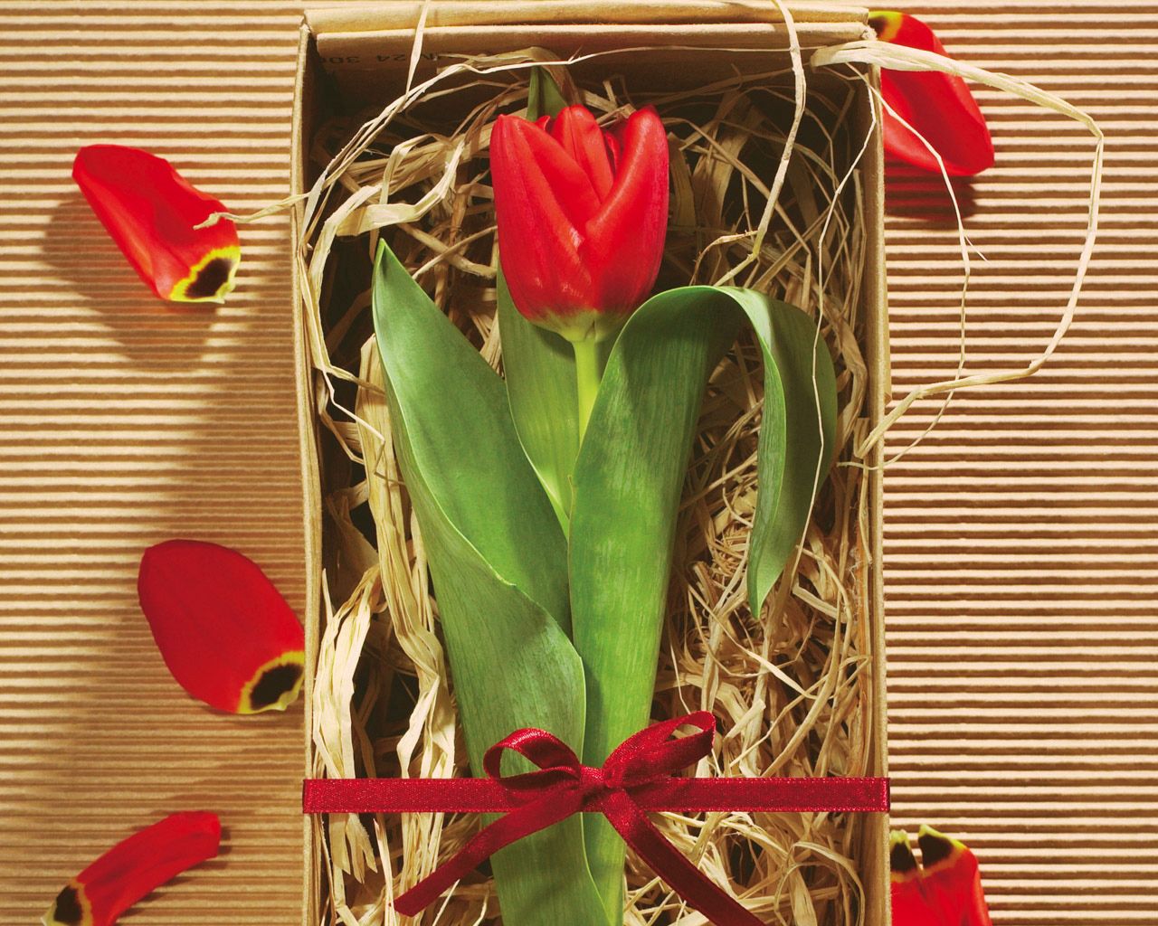 tulip, flower, box, gift, ribbon, petals