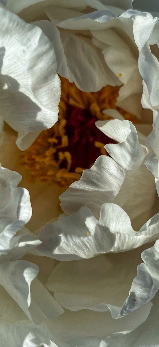 flower, white, summer, flowerpower, day, sunshine