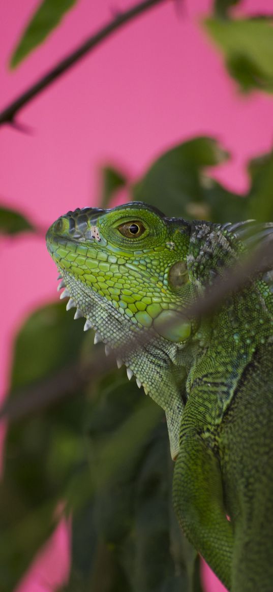 iguana, lizard, reptile, blur