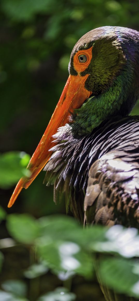 black stork, stork, bird, beak