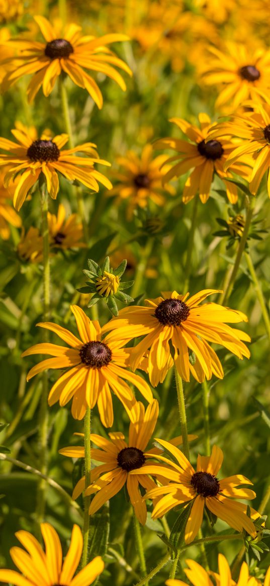 rudbeckia, flowers, petals, buds