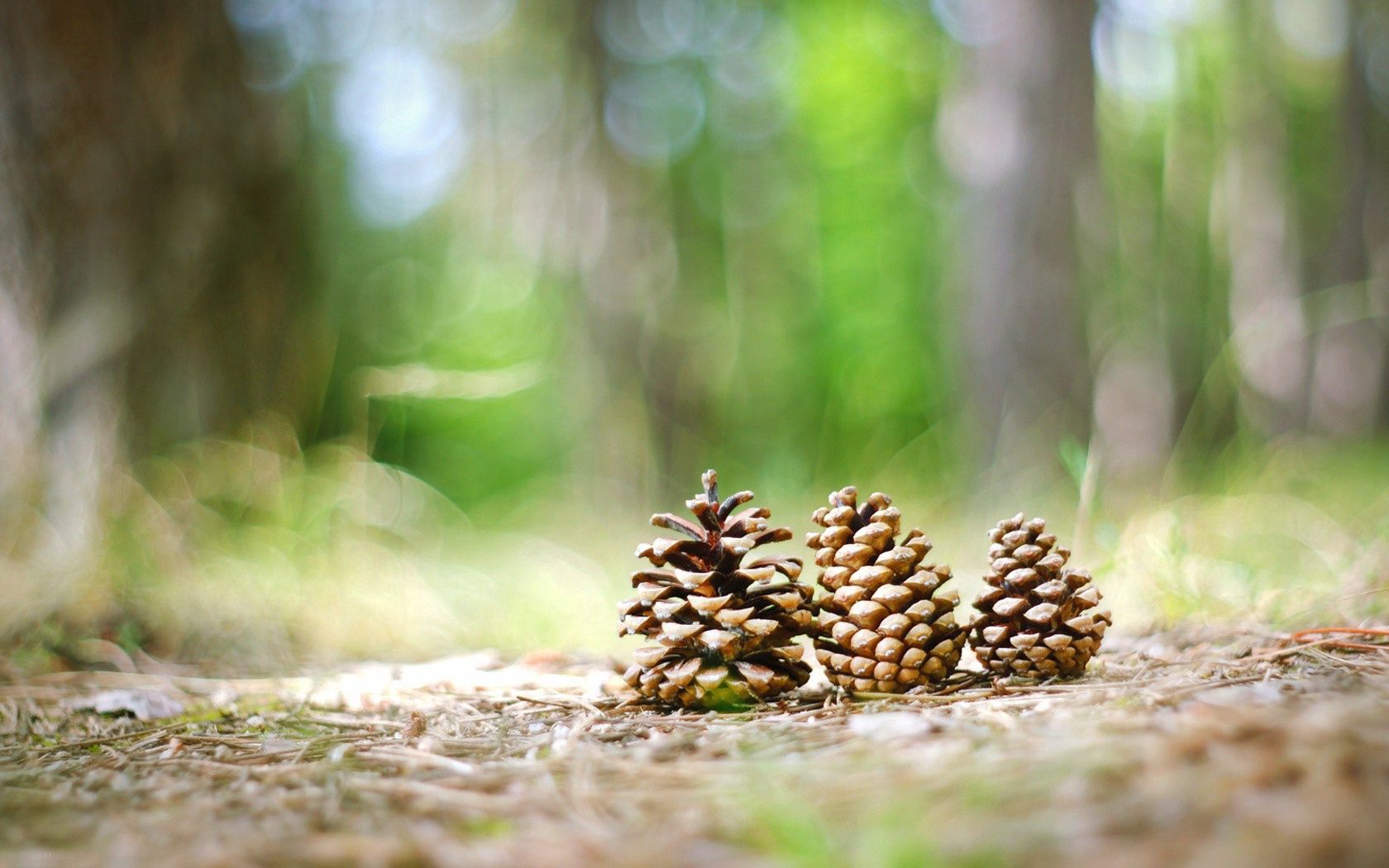 cones, grass, forest