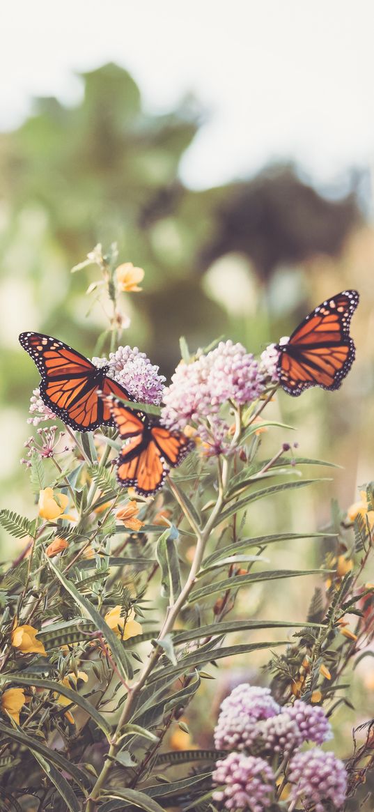 monarch, butterfly, flowers, macro