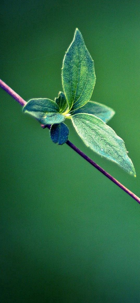 leaves, grass, thread, lubricated