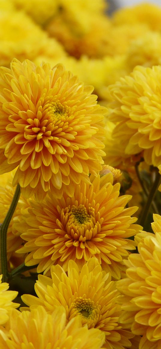 chrysanthemum, flowers, petals, yellow