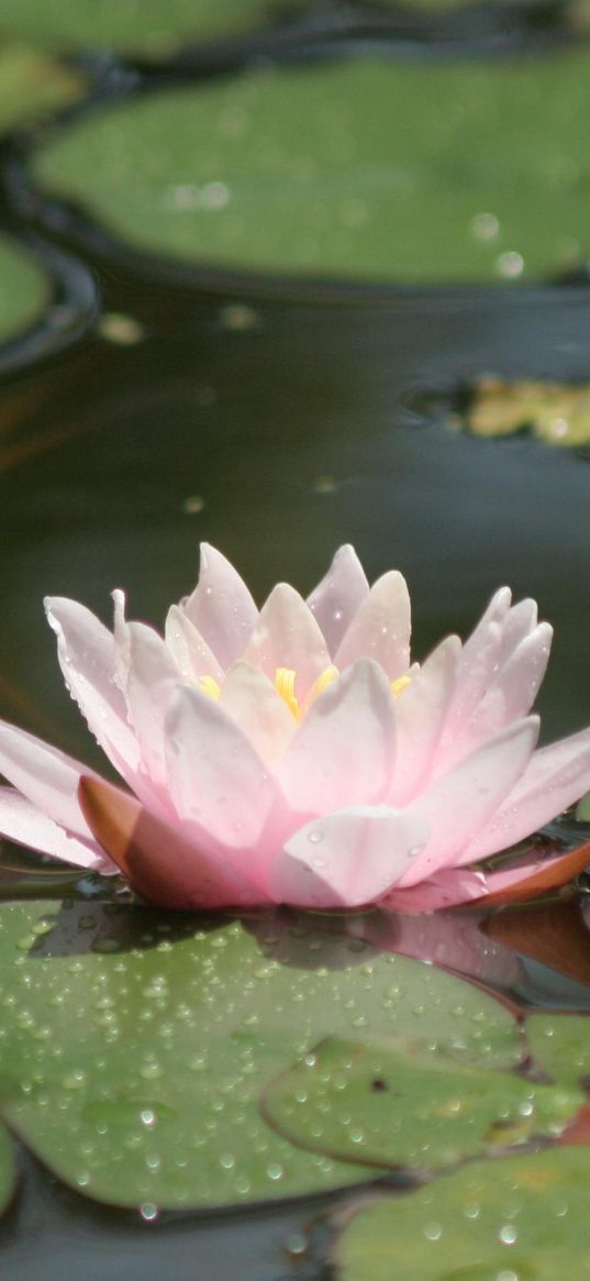 water lily, water, leaves, drops, swamp, glare