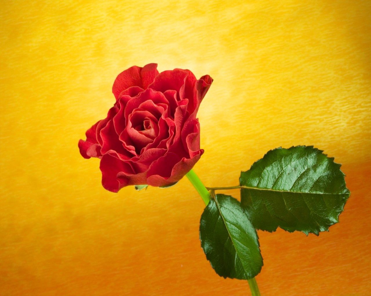 rose, flower, one, background