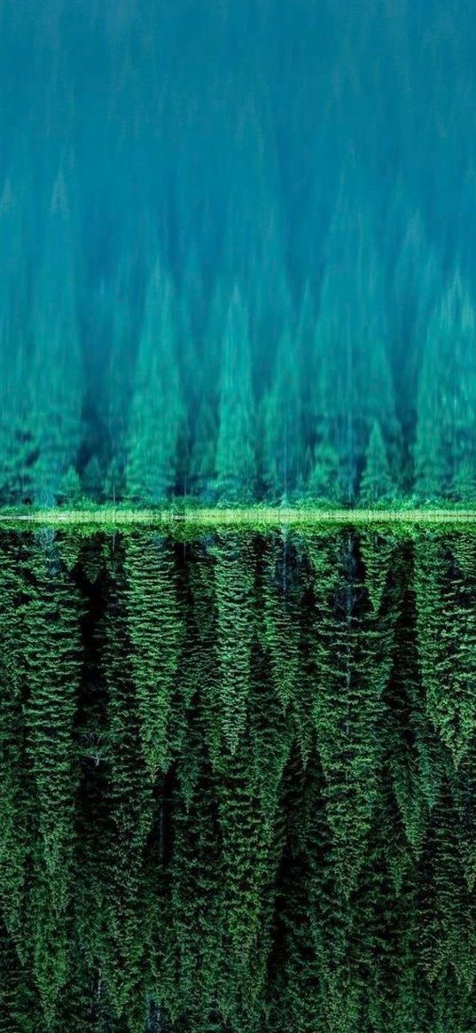 christmas trees, trees, forest, lake, reflection, green, nature