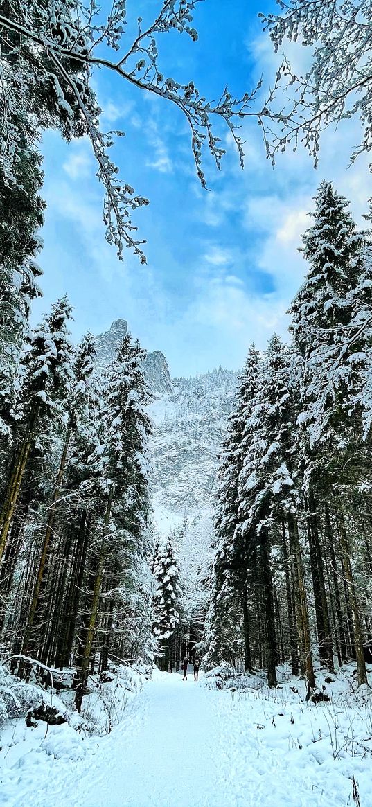 christmas trees, trees, forest, snow, winter, nature