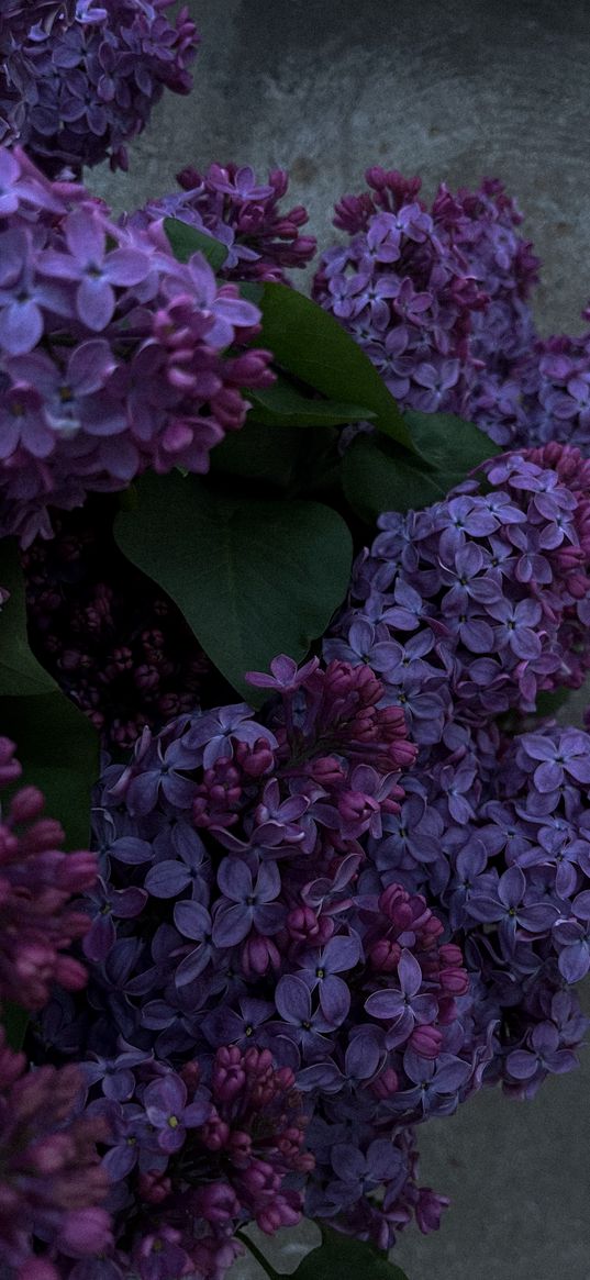 lilac, flowers, purple, bouquet