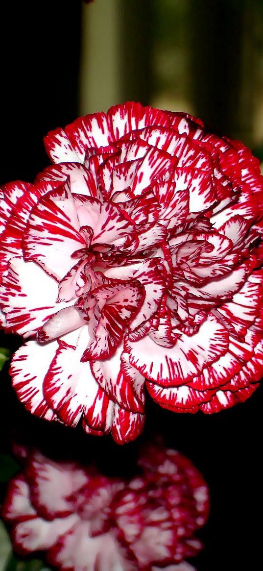 carnations, flowers, colorful, close-up