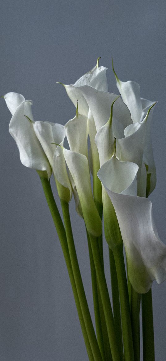 calla lilies, flowers, white, bouquet, gray background, minimalism