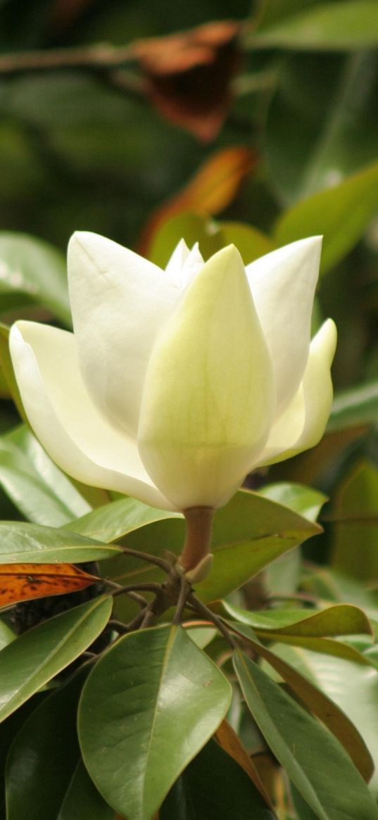 flower, buds, bush, twig, leaf