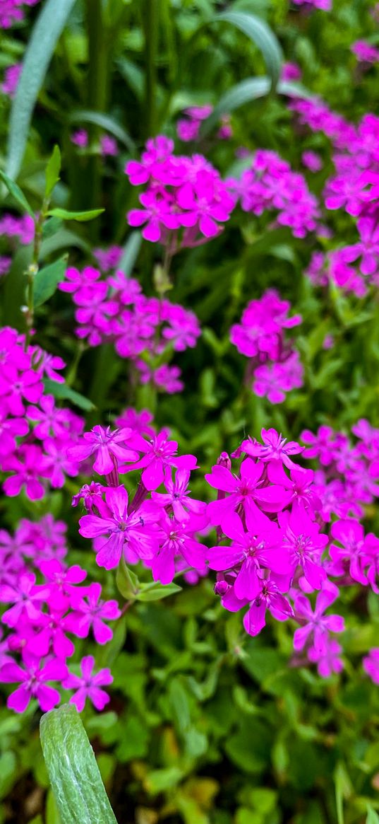 phlox, flowers, pink, plants, summer, nature