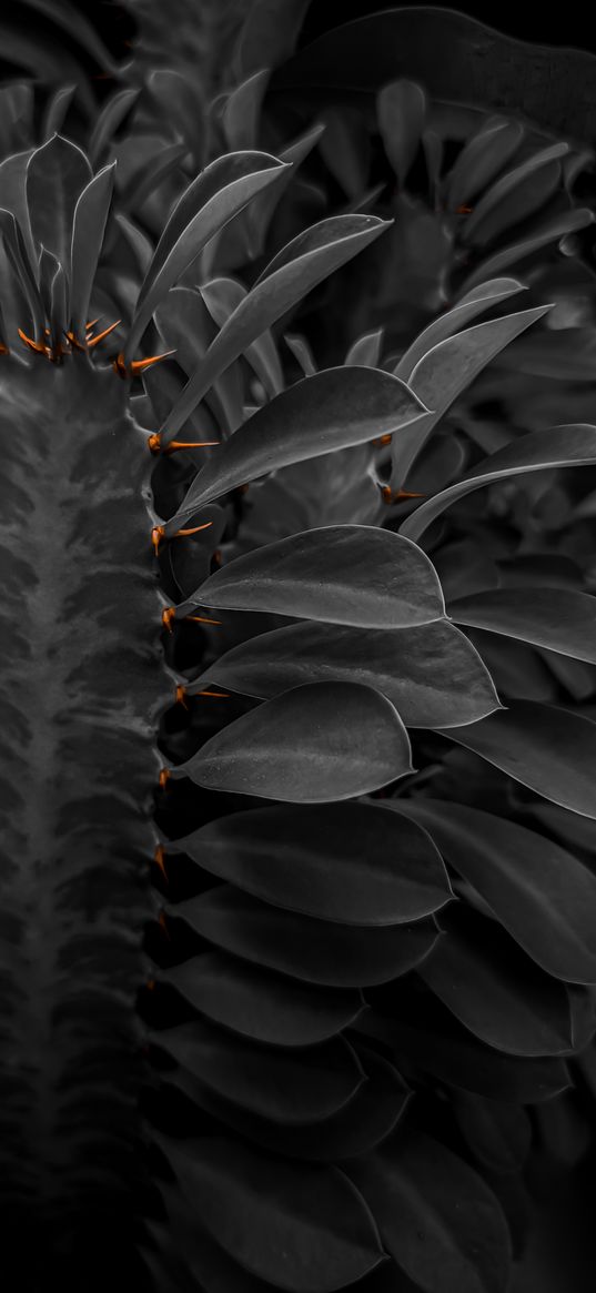 cactus, thorns, leaves, plant, black and white, nature