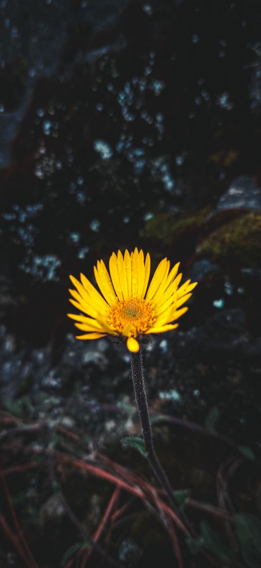 calendula, flower, yellow, nature, dark