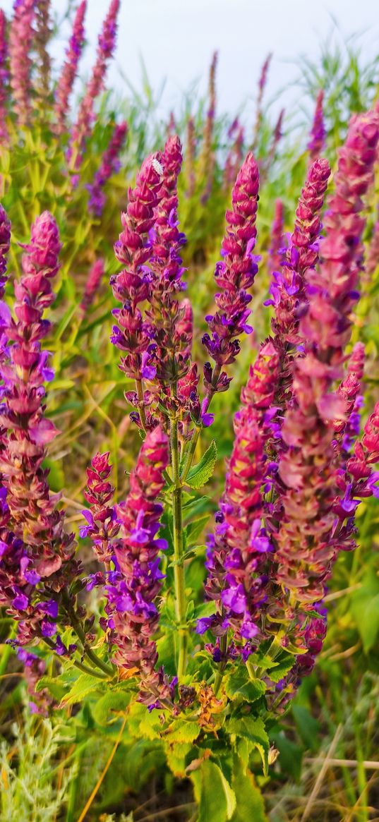 sage, flowers, purple, pink, nature, summer