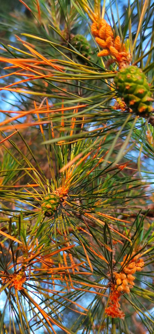 pine, tree, cones, needles, sunset, nature