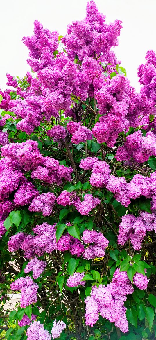 lilac, bush, plant, purple, light background