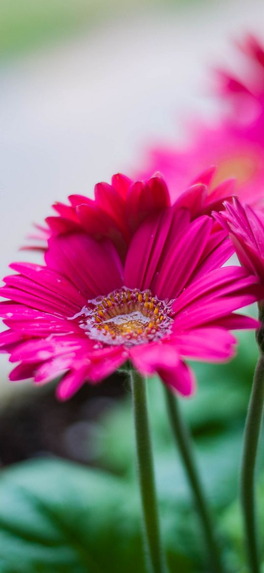 gerbera, flower, water, petals, pink