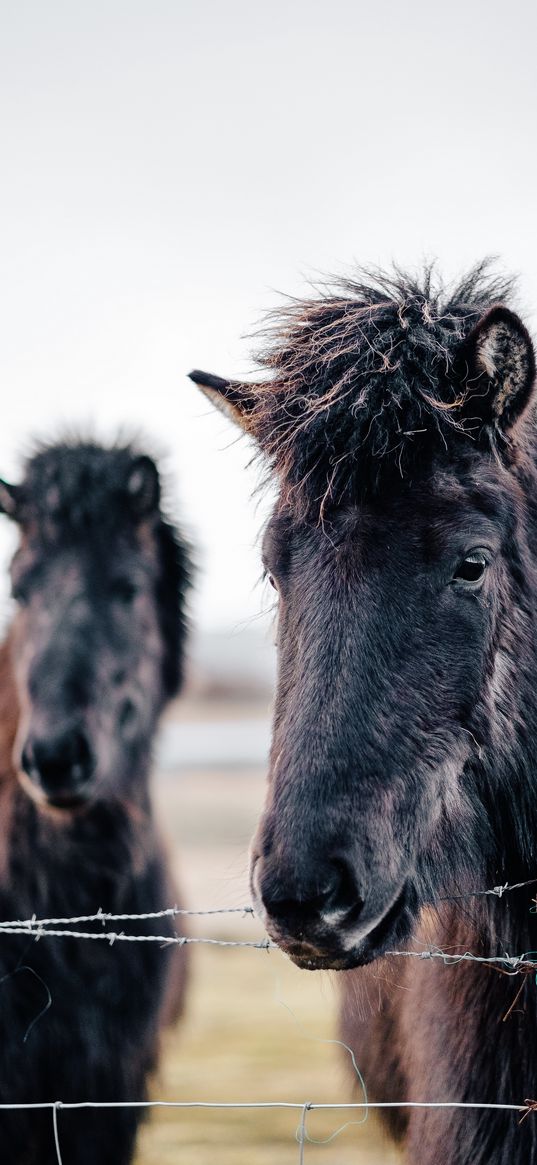 horses, animals, wire, blur