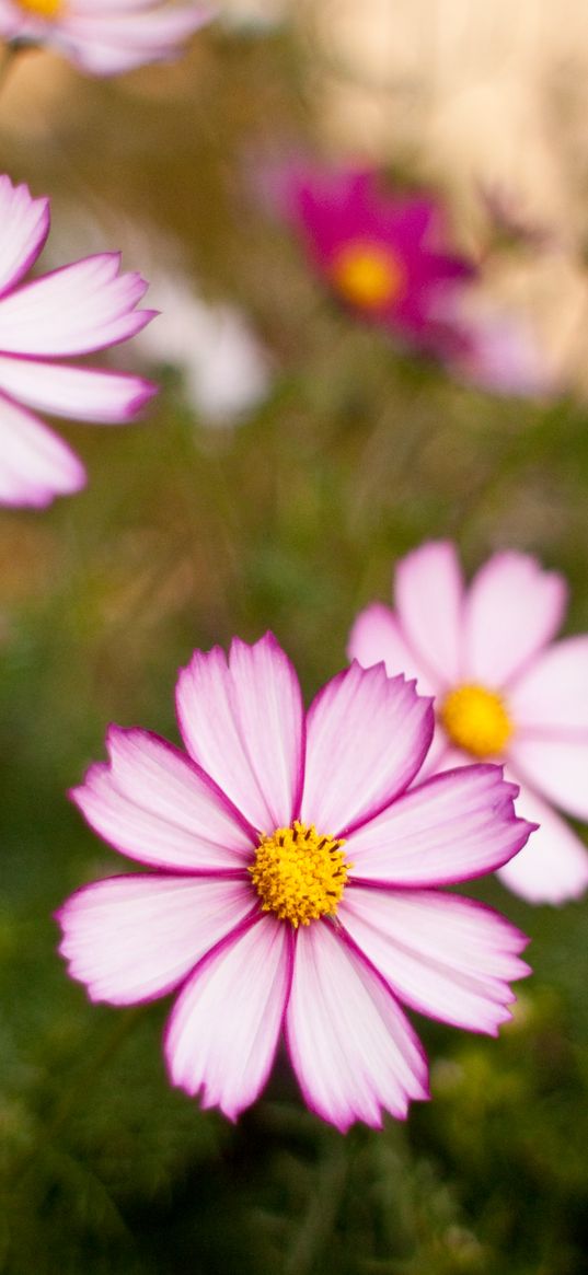 kosmeya, flowers, petals, blur