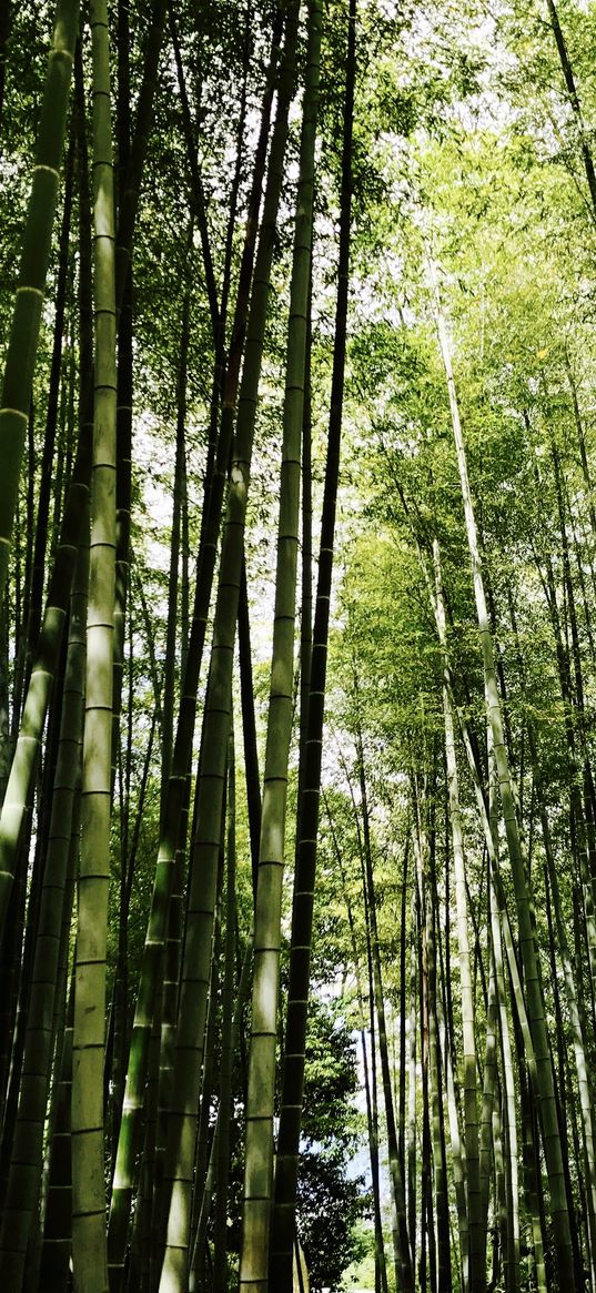 japan, bamboos, summer, kyoto