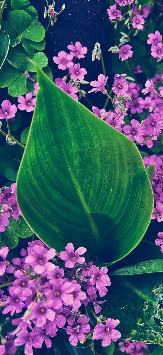 oxalis, petals, flowers, leaves, water, drops