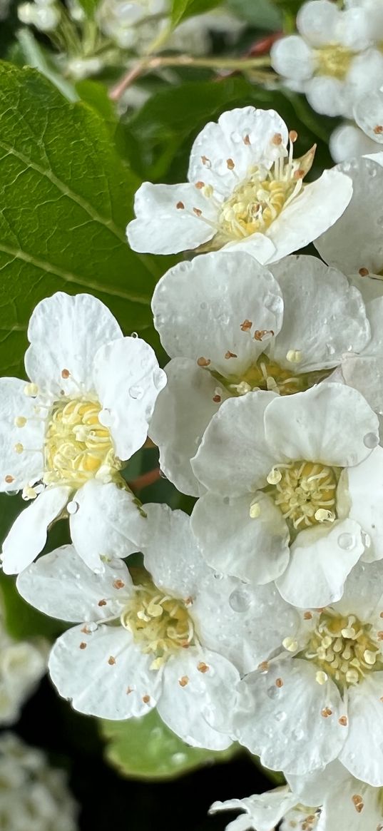 hawthorn, flowers, white, plant, spring, nature