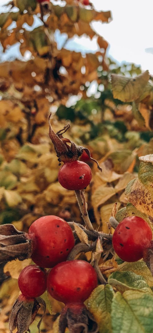 rosehip, berries, leaves, plant, autumn, nature