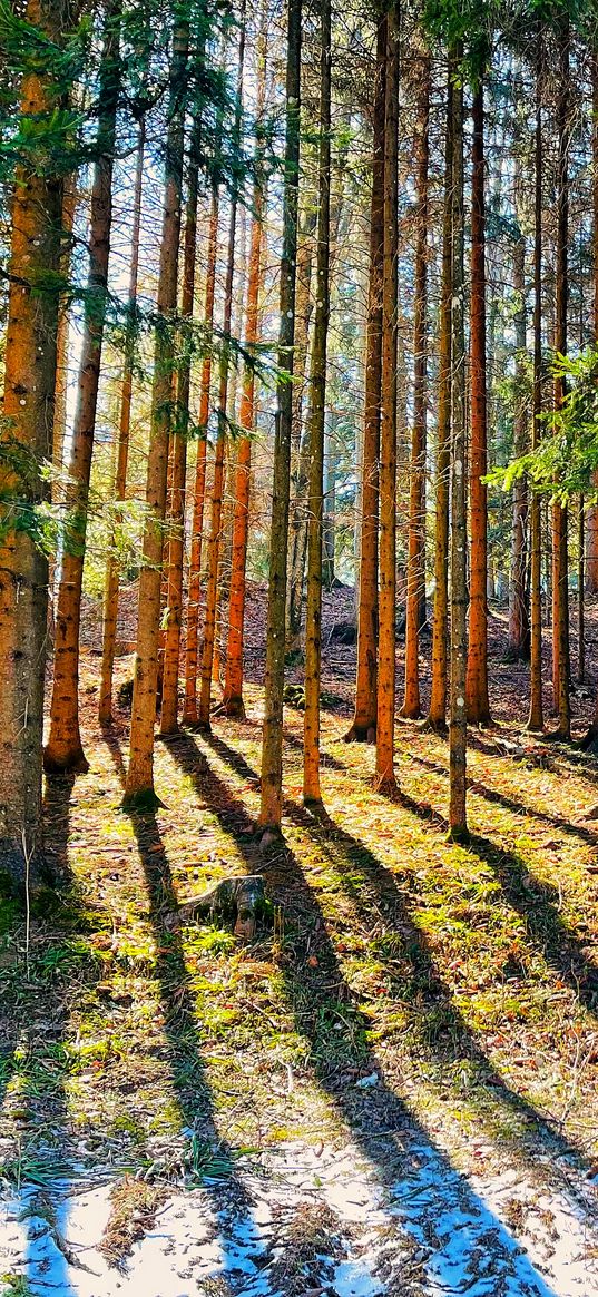 spruce, trees, forest, snow, spring, nature