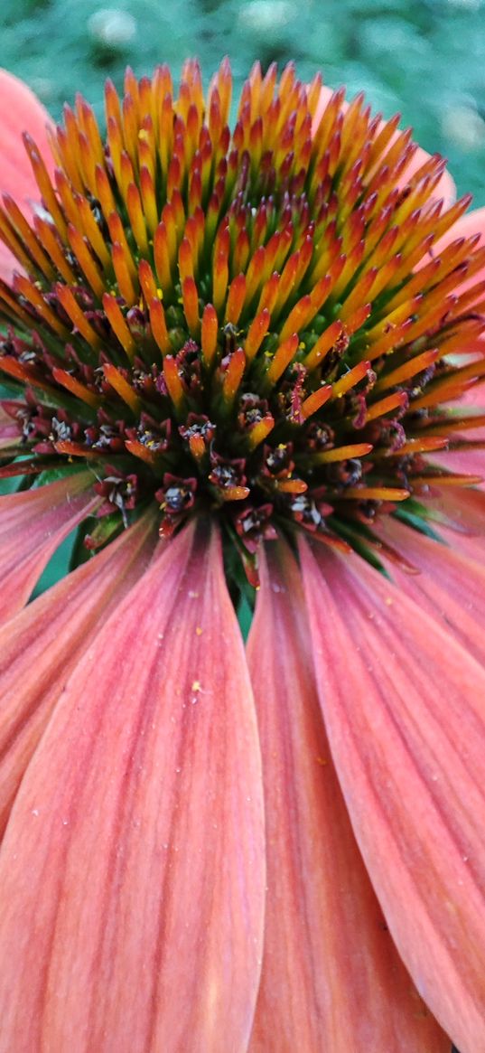 flower, macro, echinacea