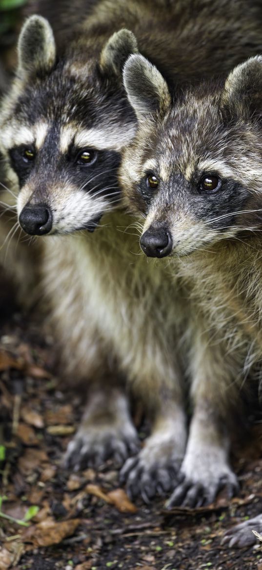 raccoons, animals, wildlife