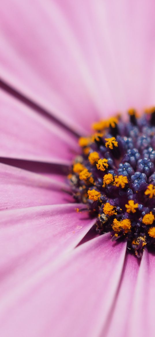 flower, petals, macro, stamens, pink