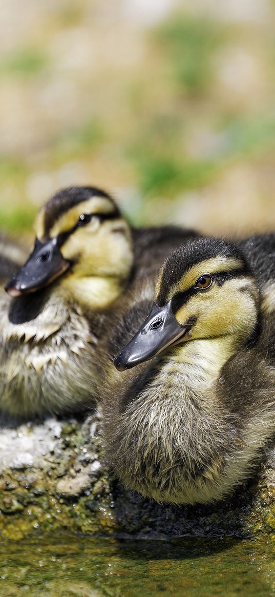 ducklings, birds, stone, funny